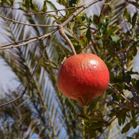 PIANTA DA FRUTTO MELOGRANO ACCO in vaso 20 età 2/3 anni (foto reali)