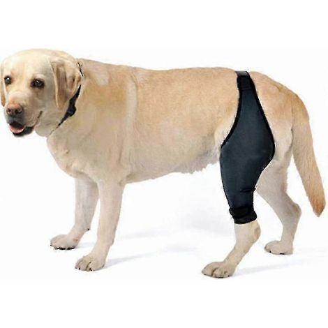 Genouillère pour chien en cas de rupture du LCA, de luxation de la rotule et d'arthrite - Maintient l'articulation au chaud - Soutien supplémentaire - Réduit la douleur