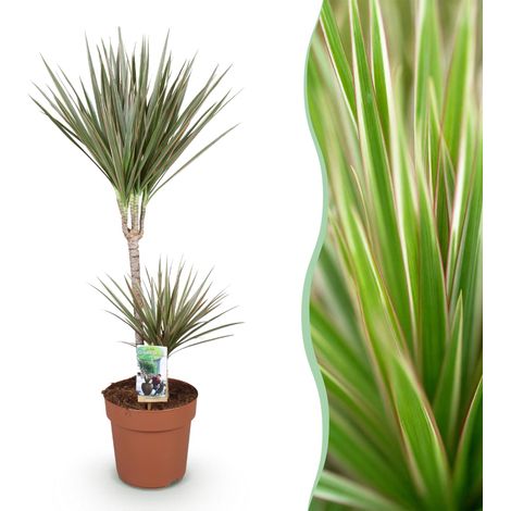 Dracaena Marginata Bicolor - Arbre à Dragon - Plante d'Intérieur Facile - Vert et Marron - 90-100 cm - PANGIVO (1/5)