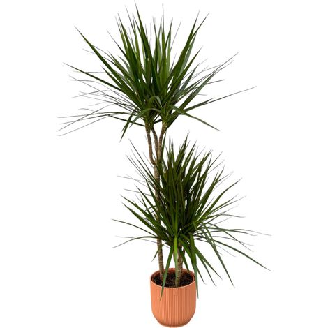Dragonnier Dracaena Marginata Plante d'Intérieur avec Pot Rose Hauteur 120 cm Ø 21 cm - PANGIVO