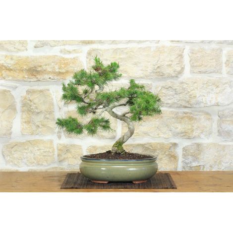 Bonsai di Pino d'Aleppo (14) (1/5)