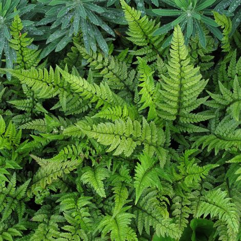 Polystichum Tsussimense in Vaso da 12cm