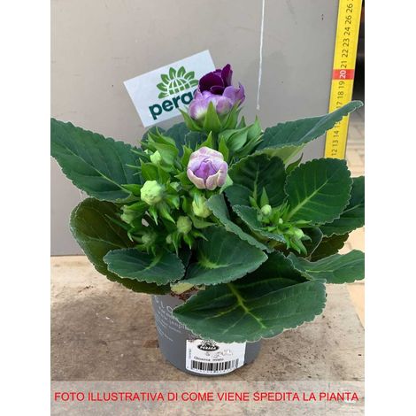 1 PIANTA DI GLOXINIA COLORE ASSORTITO IN VASO 11CM