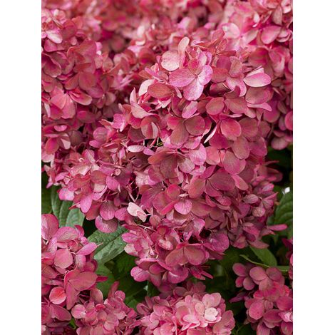 Hortensia paniculé 'Bloody Mary' Pot de 3L/4L (1/2)