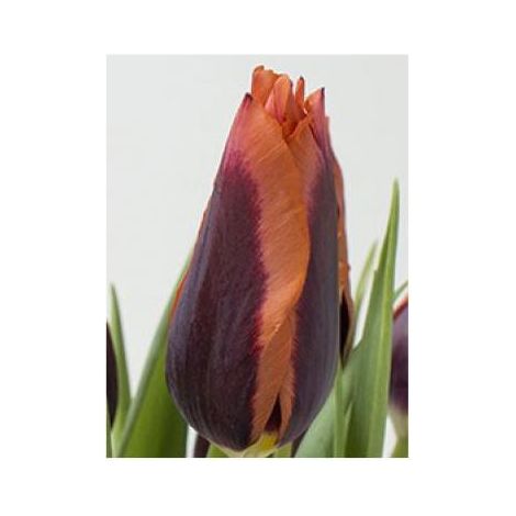 Tulipe 'Muvota' Bulbe calibre 11+ (par 10) (1/2)
