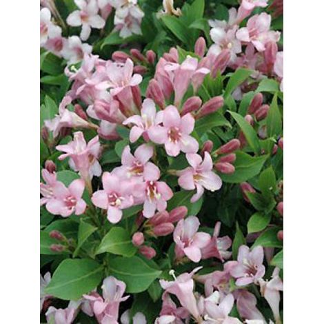 Weigela florida 'Pink Poppet' Pot de 3L/4L (1/3)