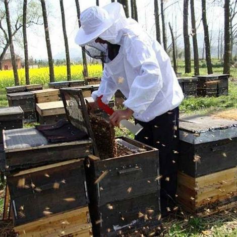 Bee Hive Tool J-Hook Apiculture, Racloir en Acier Inoxydable pour Cadre Abeille, Équipement Levage Apiculteur (274cm) (1/4)
