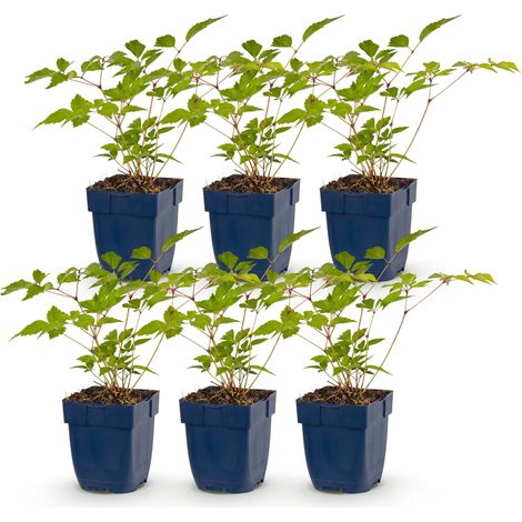 Astilbe Europa Spirée Fausse Vivace d'Ombre Fleurs Roses Lot de 6 Pots 11 cm - PANGIVO (1/5)