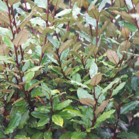 Elaeagnus Compacta, Chalef compact/Pot de 7,5L - 60/80 cm (1/4)