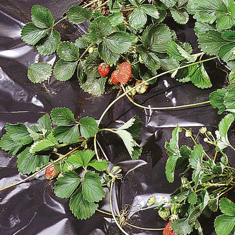 Film de Paillage Black Cover 1,50x20 m Noir, Film Imperméable Anti-Mauvaises Herbes pour Paillage, Idéal pour Potager, pour Légumes et Fraises (1/5)