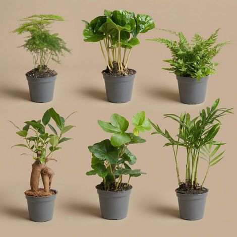 Lot de 6 Mini Plantes Vertes d'Intérieur Variées - Faciles d'Entretien - Pot Ø 6 cm - PANGIVO (1/3)