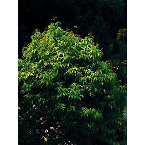 Sureau à grappes 'Plumosa Aurea' Godet de 8/9 cm (1/2)