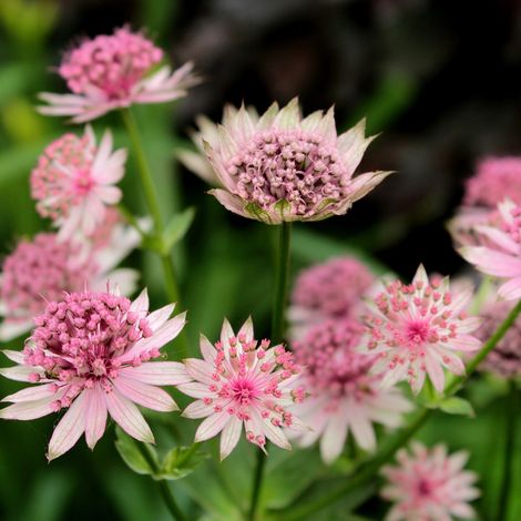 Astrance major Pink Pride/Lot de 3 godets