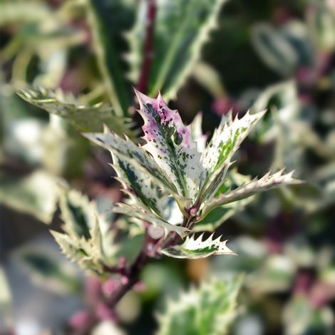Houx - Ilex aquifolium Ingramii Pot de 2L/3L (1/2)