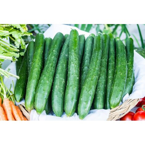 Concombre – Culture facile – 200 graines – Jardin pot (1/3)