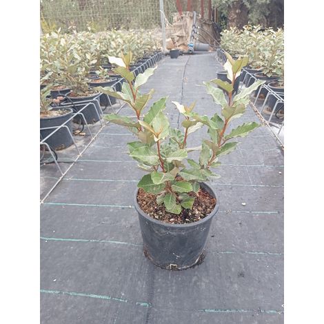 Chalef Elaeagnus Ebbingei Compacta Pot 18 cm Arbuste Persistant (1/4)