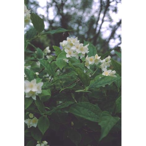 Gardenaria Filadelfo - Philadelphus virginalis 'Snowflake' - Arbusto ornamentale da giardino - Altezza: 40/60 cm (vaso19)