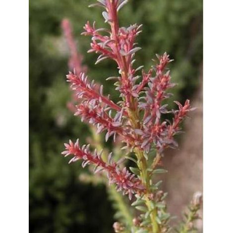 Podocarpus lawrencii 'Red Tip' Pot de 2L/3L (1/2)