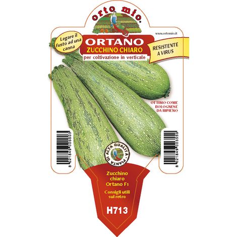 3 PIANTE IN VASO Ø10CM DI ZUCCHINO CHIARO RAMPICANTE (1/2)