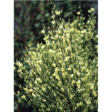 Genêt précoce Pot de 2L/3L (1/5)