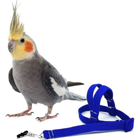 Vogelgeschirr, 2 m verstellbare Leine, weiches Latexmaterial, Zubehör für Papageien, ideal für den Außenbereich, Blau (1/5)