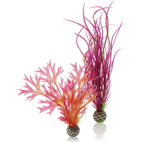 biOrb Set di piante M rosso e rosa (1/3)