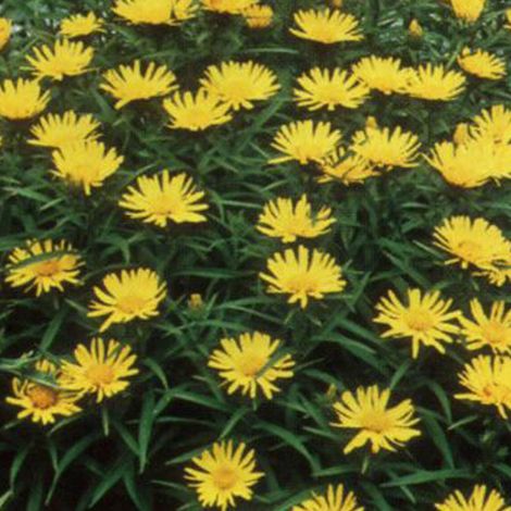 4 x Aunée à feuilles récurvées - Inula ensifolia  - godet 9x9 cm