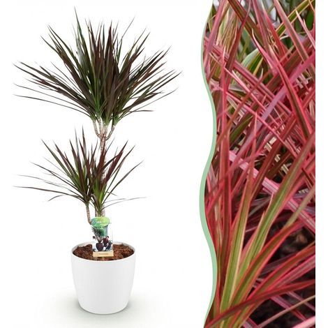 Dracaena Magenta - Plante d'Intérieur Arbre à Sang de Dragon - Pot Blanc 21 cm - 90-100 cm - PANGIVO (1/5)