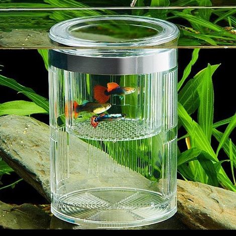 Boîte d'élevage cylindrique pour aquarium, double paroi transparente, avec ventouses, idéale pour les poissons agressifs ou blessés. (1/5)
