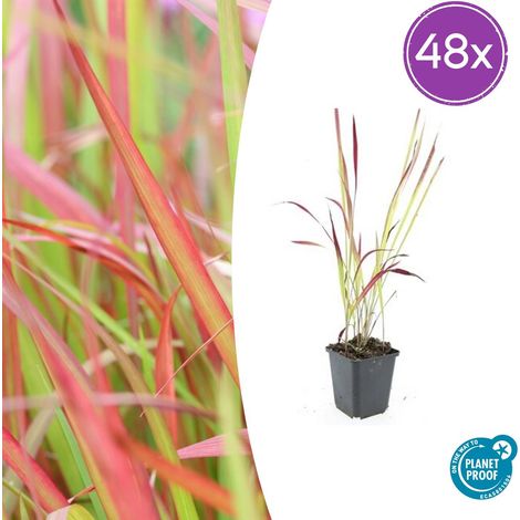 Lot de 48 Imperata cylindrica 'Red Baron' Herbe à Sang Japonaise 10-25 cm Pot Ø9 cm - PANGIVO (1/5)