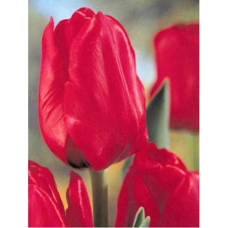 Tulipe triomphe 'Bastogne' Bulbe calibre 11+ (par 10) (1/2)