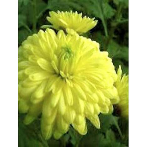 Chrysanthème des jardins 'Citronella' Godet de 8/9 cm (1/2)