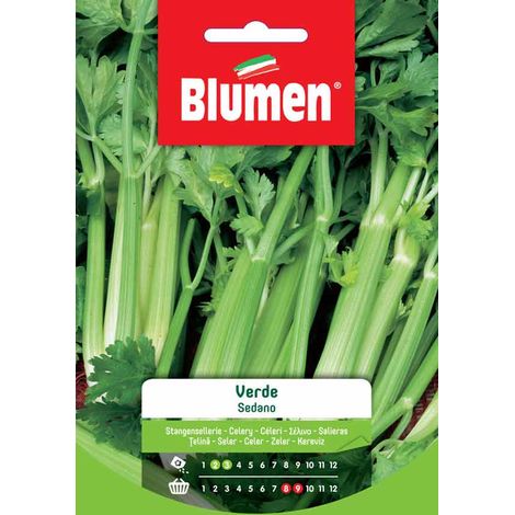 SEMI DI SEDANO VERDE