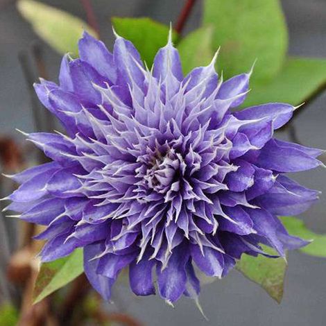 Clématite - Clematis 'Multi Blue' - 50-60 cm pot