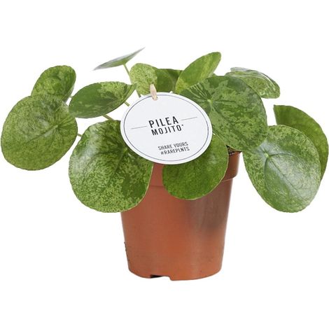 Pilea Mojito - Plante Verte d'Intérieur Décorative - Pot Ø 13 cm - Hauteur 20 cm - PANGIVO