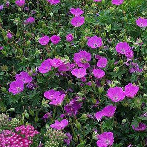 4 x Géranium vivace  - Geranium 'Dilys'  - godet 9x9 cm