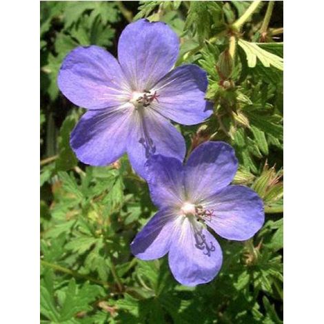 Géranium vivace 'Johnson's Blue' Pot de 2L/3L (1/2)