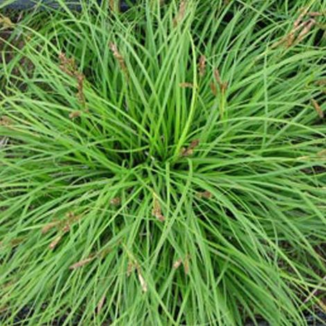 4 x Laîche  - Carex caryophyllea 'The Beatles'  - godet 9x9 cm