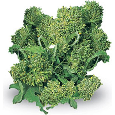 Semi di cima di Rapa "Novantina riccia S.Marzano" piante per orto e giardino