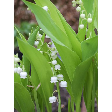 Muguet nantais 'Géant De Fortin' Godet de 8/9 cm