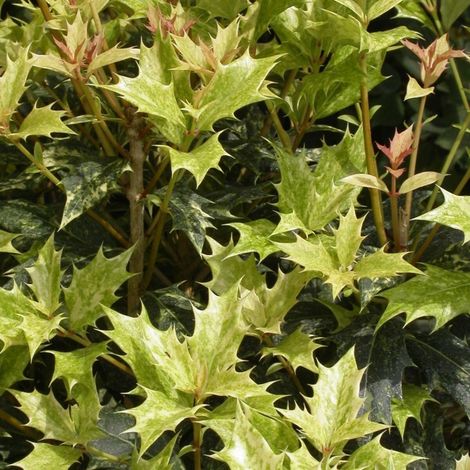 Osmanthe Goshiki, Osmanthus/Pot de 3L - 20/40 cm