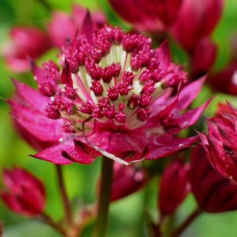 4 x Astrantia major 'Ruby Wedding' - godet 9x9 cm