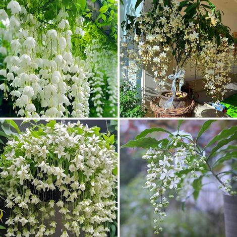 Weeping Climbing Jasmine Seeds – 200-Pack Non-GMO Seeds, Fragrant Perennial Flowers for Home, Garden, and Outdoors