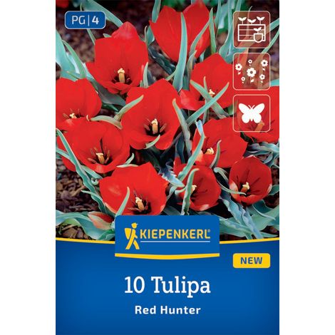 Kiepenkerl Herbstblumenzwiebel Tulpen Wild Red Hunter 10 Stück (1/2)