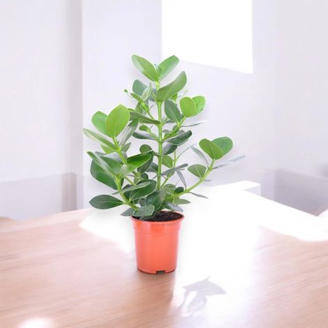 Gardenaria Clusia rosea 'Princess' - Pianta da interno ornamentale - Altezza: 55 cm (vaso 17) (1/5)