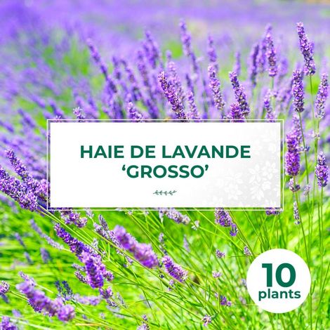10 Lavande 'Grosso' (Lanvandula 'X Intermedia Grosso') - Haie de Lavande (1/2)