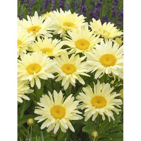 Marguerite 'Banana Cream' Godet de 7/8 cm (1/3)