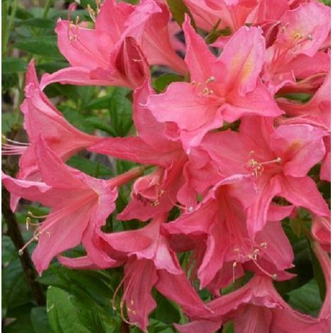 Azalée caduque mollis rose - Azalea mollis  - 40-50 cm pot