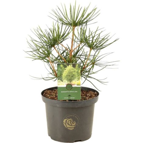 Pin parasol du Japon - Sciadopitys verticillata 40/50cm Pot 5L