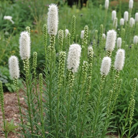Plume du Kansas blanche, Liatris/Lot de 3 godets